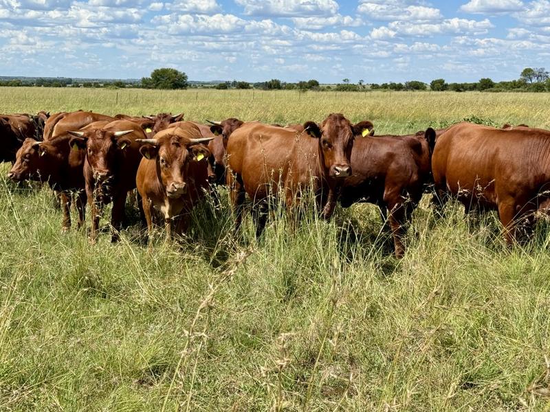 0 Bedroom Property for Sale in Bothaville Free State